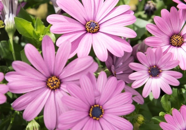 Osteospermum ecklonis Margarita Lilac