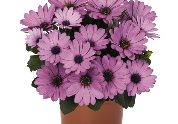 Osteospermum ecklonis Margarita Lilac