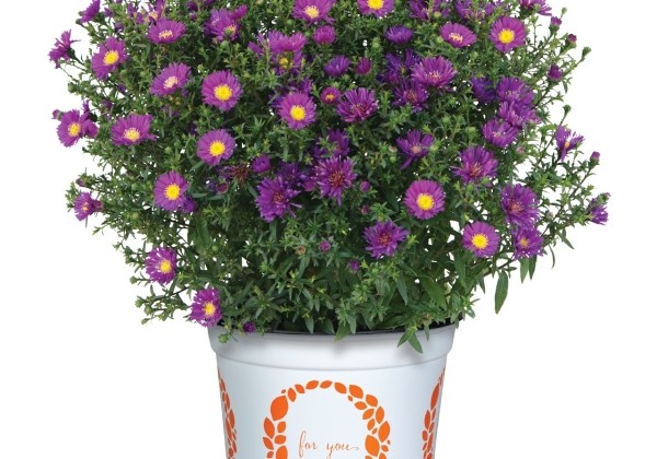 Aster dumosus Aurora Purple