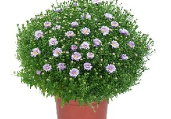 Aster dumosus Blue Planet
