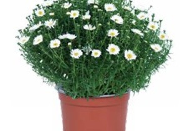 Aster dumosus Aurora White