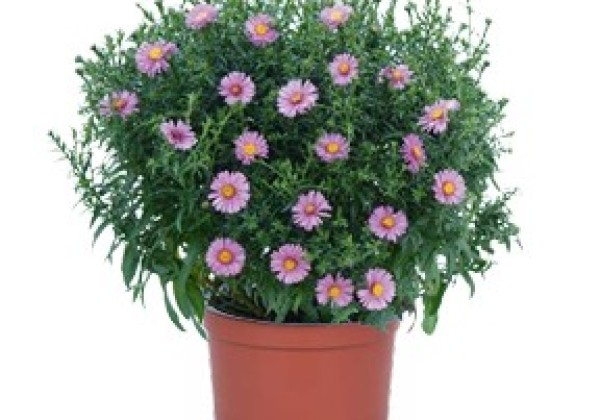 Aster dumosus Pink Planet