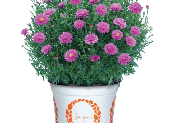 Aster dumosus Aurora Pink