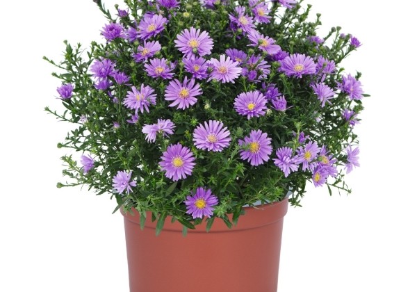 Aster dumosus Aurora Blue Imp