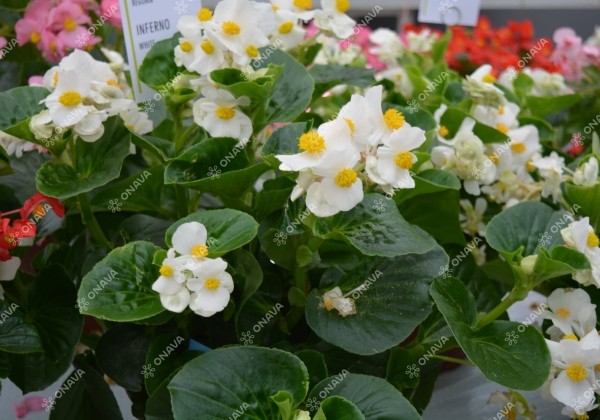 Begonia hybrida Inferno White