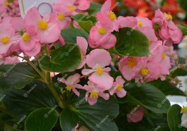 Begonia hybrida Inferno Rose