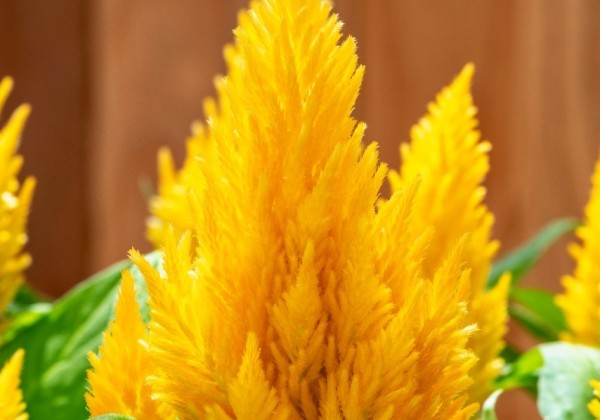 Celosia argentea plumosa Kimono Yellow
