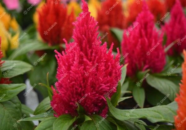 Celosia argentea plumosa Kimono Rose