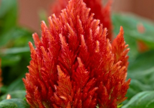 Celosia argentea plumosa Kimono Orange