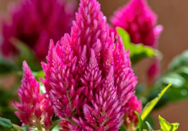 Celosia argentea plumosa Kimono Salmon Pink