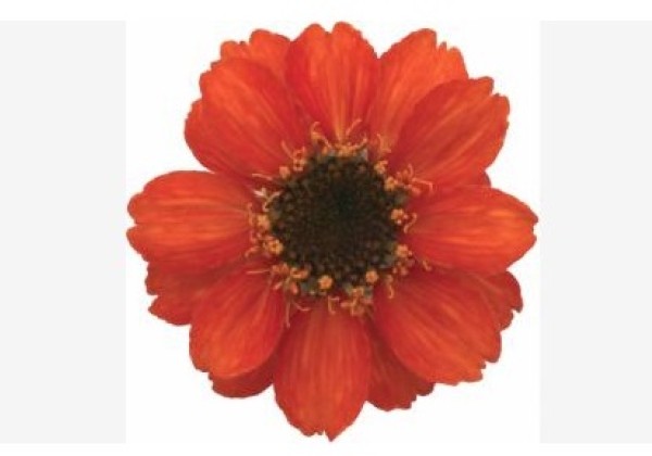 Zinnia hybrida Profusion Fire