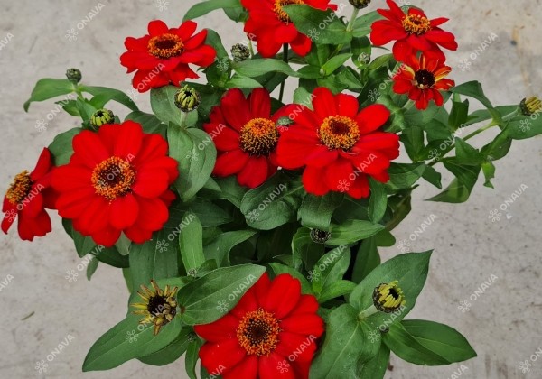 Zinnia hybrida Profusion Red