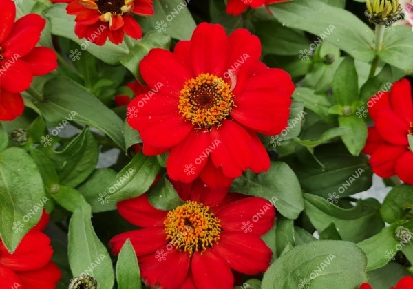 Zinnia hybrida Profusion Red