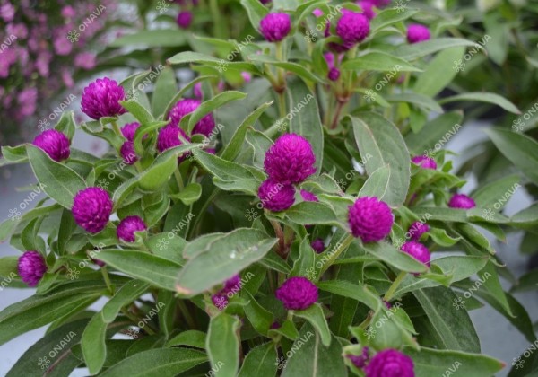 Gomphrena globosa Gnome Purple