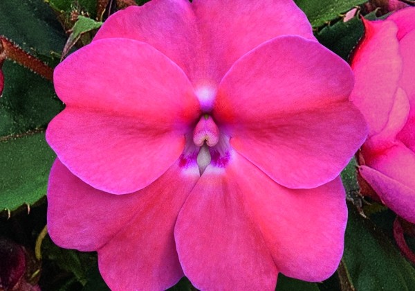 Impatiens Neu-Guinea Sunpatiens Vigorous Pearl Pink