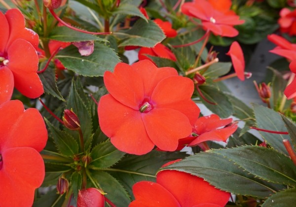 Impatiens Neu-Guinea Sunpatiens Vigorous Red
