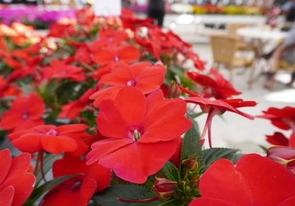 Impatiens Neu-Guinea Sunpatiens Vigorous Red