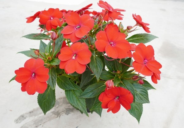 Impatiens Neu-Guinea Sunpatiens Vigorous Red