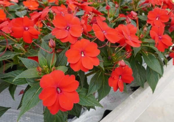 Impatiens Neu-Guinea Sunpatiens Vigorous Red