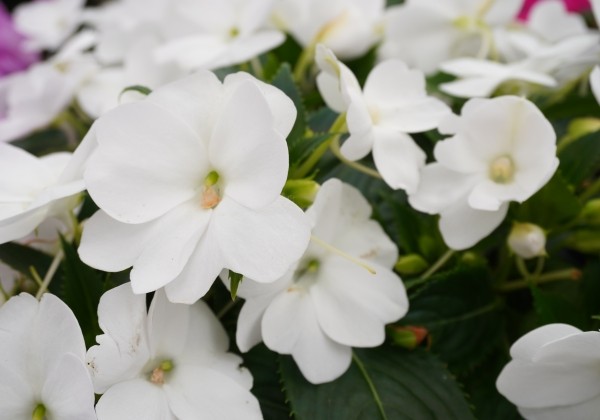 Impatiens Neu-Guinea Sunpatiens Vigorous White
