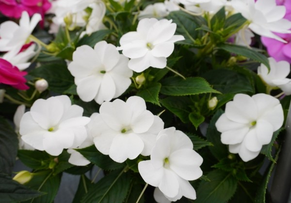 Impatiens Neu-Guinea Sunpatiens Vigorous White