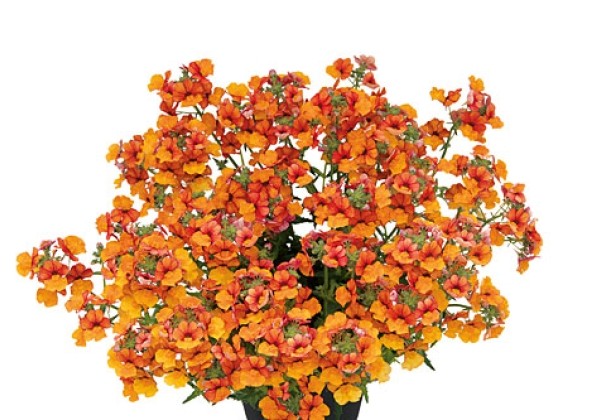 Nemesia fruticans Sunsatia plus compact Little Orange