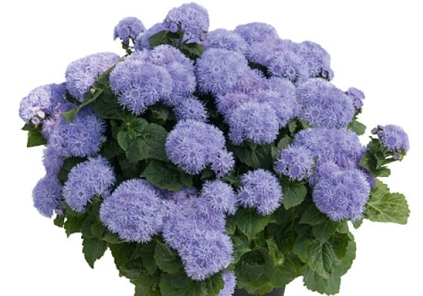 Ageratum Parc Majorelle 2023
