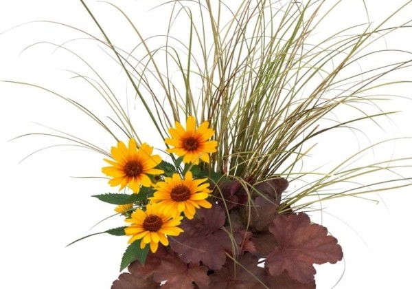 HerbstZauber Trio Mio Summer Meadow (12 cm)