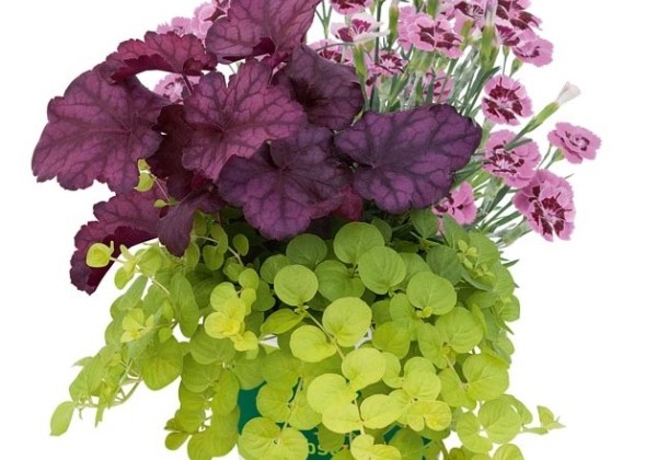 HerbstZauber Trio Mio Evening Breeze (12 cm)