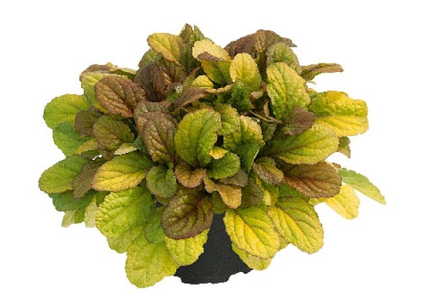 Ajuga reptans Best Buddies Caramel