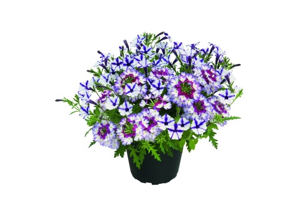 Puķu maisījums Duo Amethyst Star