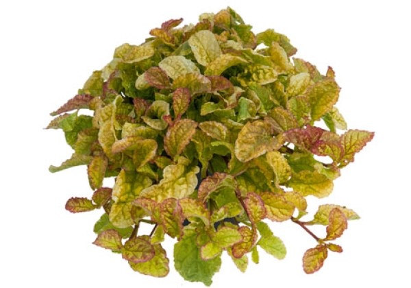 Ajuga reptans Best Buddies Vanilla Glow