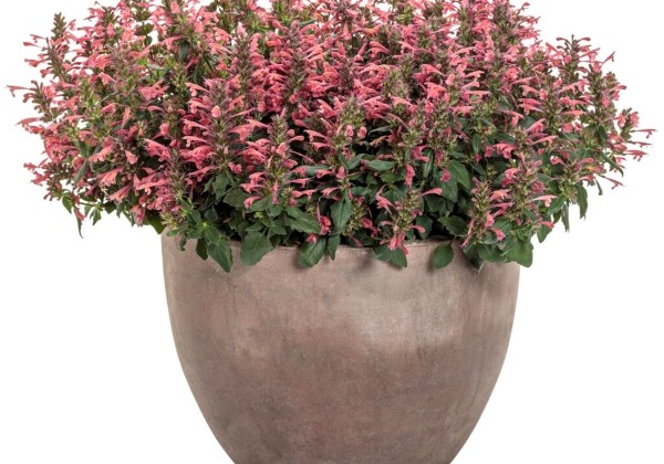 Agastache Miss Coral