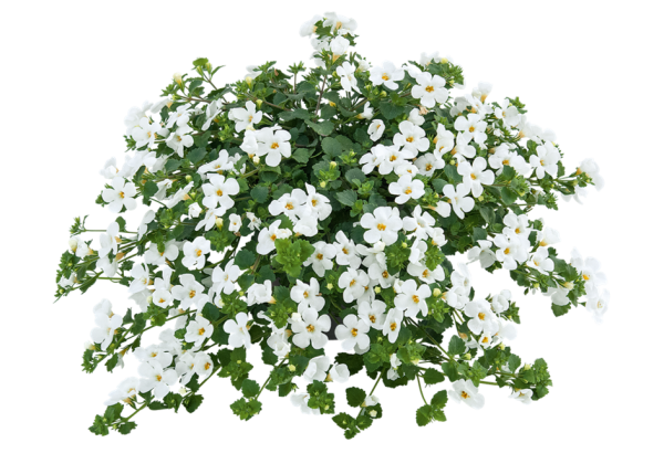 Sutera diffusus White Flow
