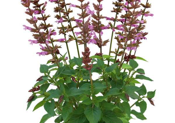 Salvia hybrida Rockin Pink