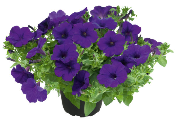 Petunia atkinsiana Kuyamba Lilac Blue 2027 EXP