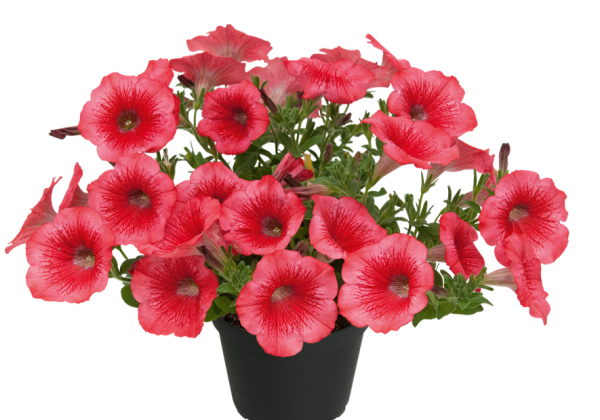 Petunia atkinsiana Kuyamba Brilliant Rose