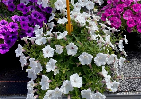 Petunia atkinsiana Bubbles Trailing Snowfall EXP