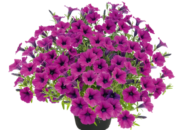 Petunia atkinsiana Bubbles Trailing Magenta