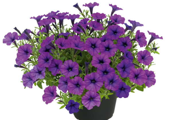 Petunia atkinsiana Bubbles Trailing Twilight
