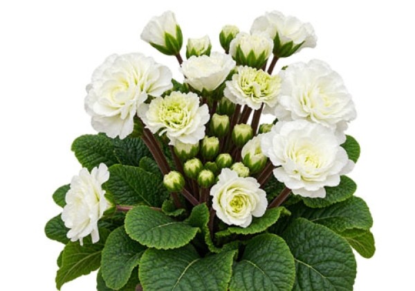 Primula POLLYANNA Snow Prince