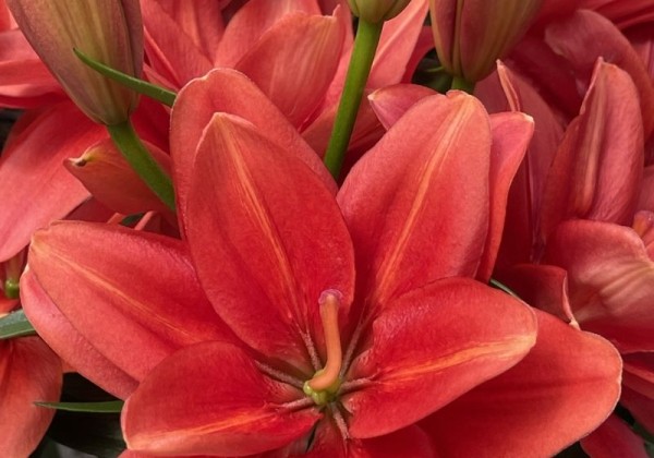 Lilium AZ (podu) Pura Paz