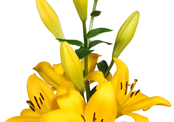 Lilium LA Branko