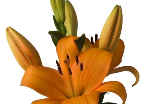 Lilium LA Caesars Palace