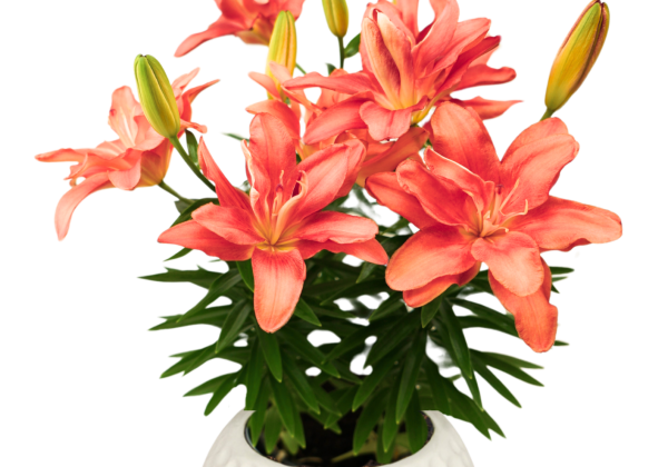 Lilium AZ (podu) Pura Joya