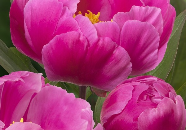 Paeonia hybride Paladin Candy 3/5