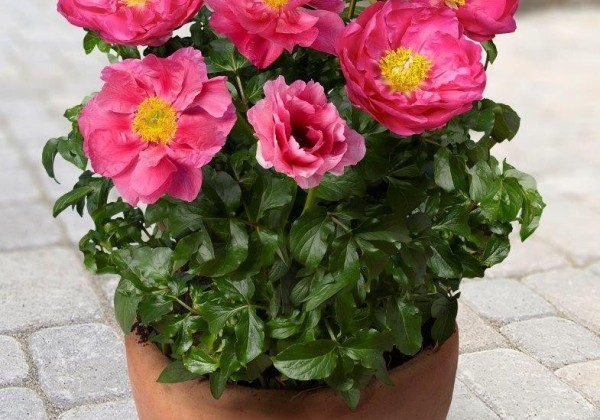 Paeonia (podu) Patio Peony™ Athens  2/3