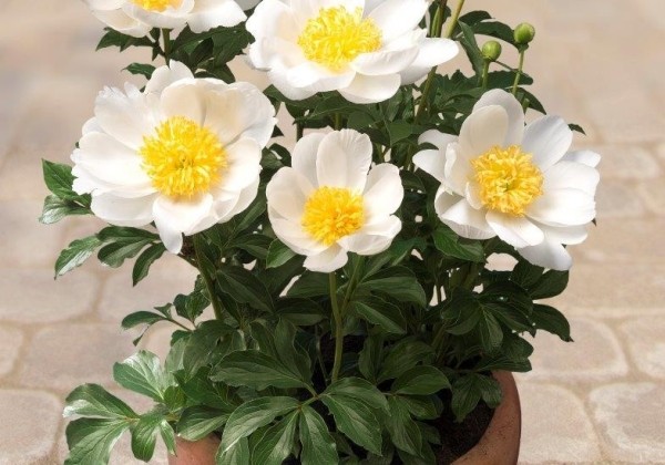 Paeonia (podu) Patio Peony™ Dublin 2/3