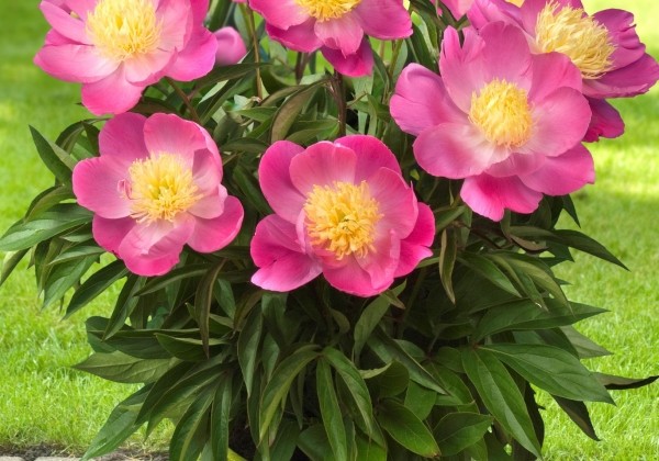 Paeonia (podu) Patio Peony™ Kiev 2/3