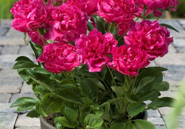 Paeonia (podu) Patio Peony™ London 2/3